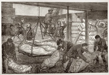 Lossen van Australisch bevroren vlees uit Sydney in de South West India Dock, Millwall, uit 